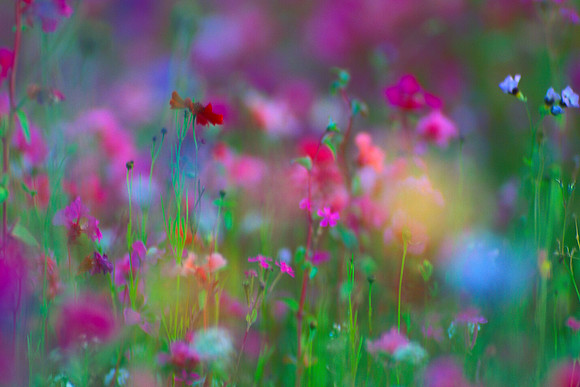 Floral Confetti