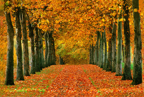 Sycamore Alley