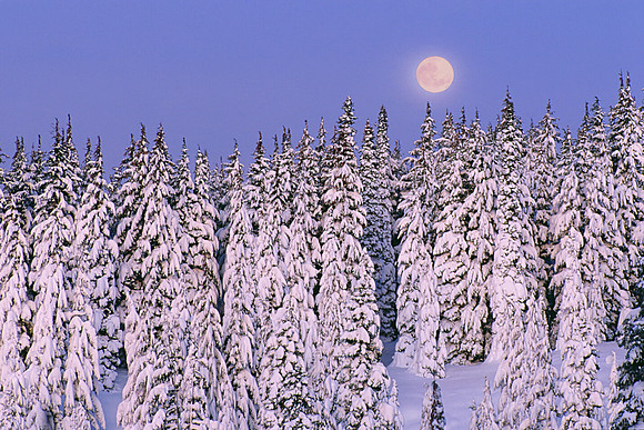 Moon Watchers