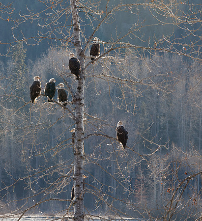 Eagles Basking in the Sun