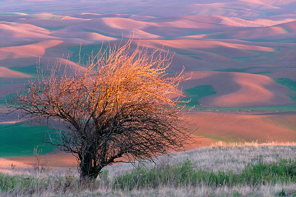 The Flaming Tree