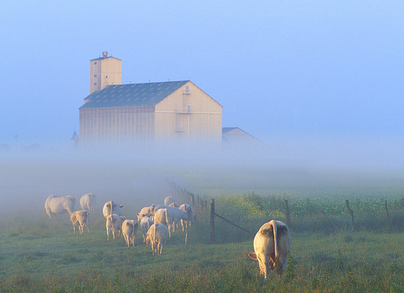 Back to the Barn