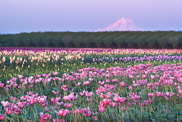 Mt Hood and Tulips