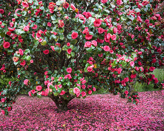 Camellia Bush