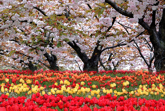 Spring Medley