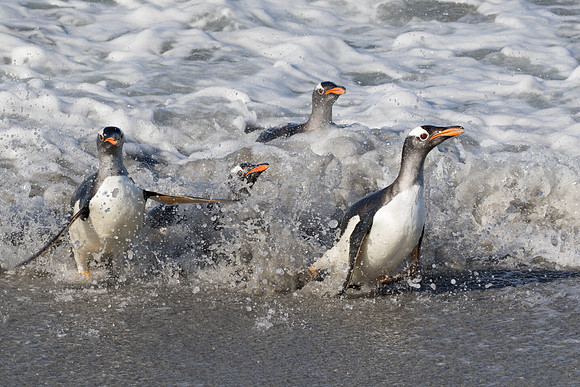 Gentoo Penguins in Sea Foam