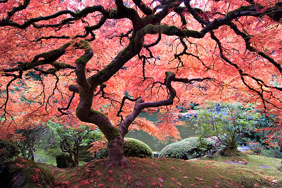 Autumn Bonsai Tree at with Vibrant Fall Color