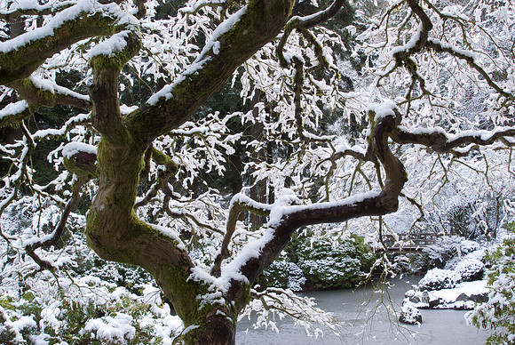 Bonsai in Winter