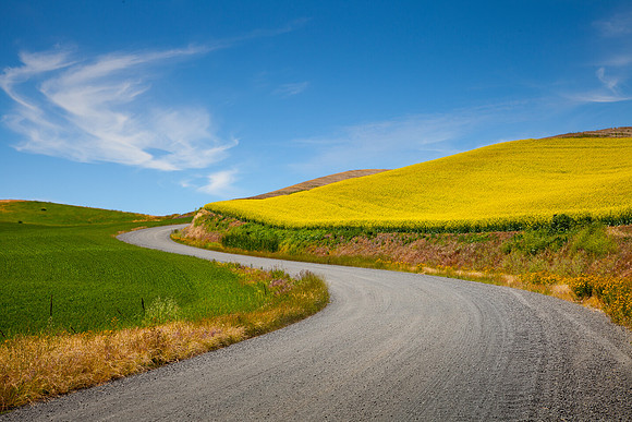 Canola Road