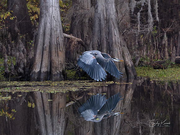 Caddo Lake Perfect Reflection