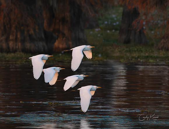 Cattle Egrets Last Flight, Caddo Lake