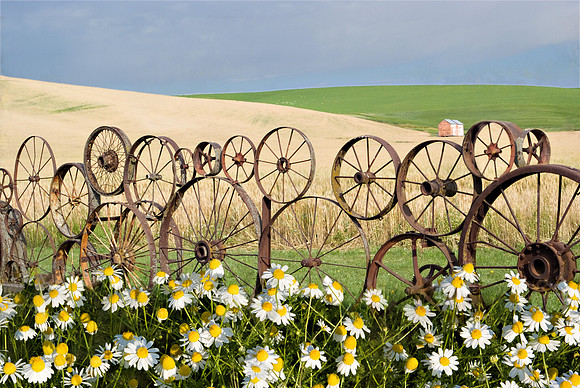 Daisies and Wagon Wheels