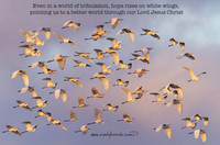 Hope Rises on White Wings