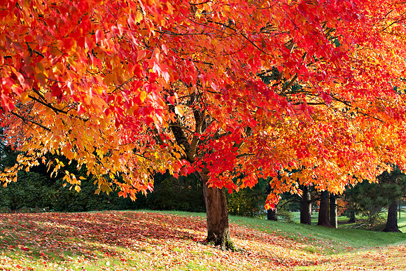 Autumn Maple