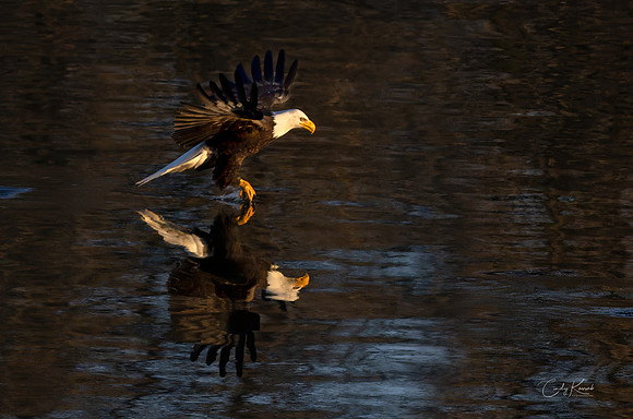 A Reflection of Majesty