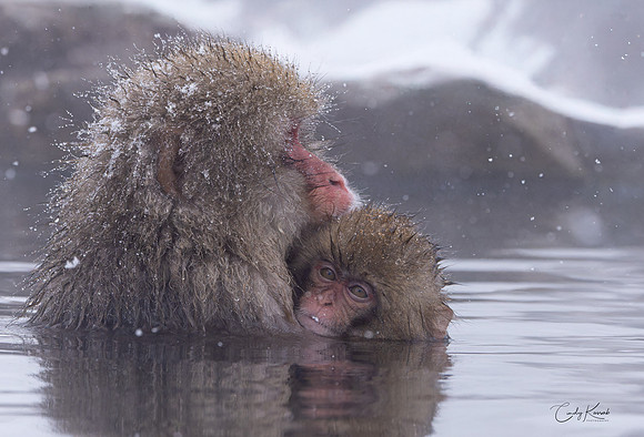 A Mother's Love