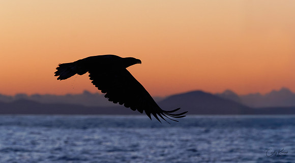 Steller’s Sea Eagle in Flight at Sunrise