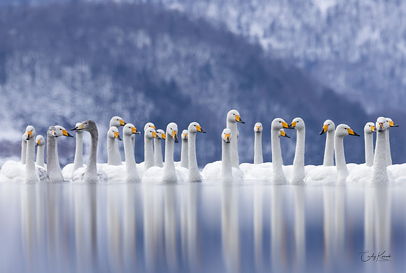 Whooper Swans Gathering on a Lake in Japan