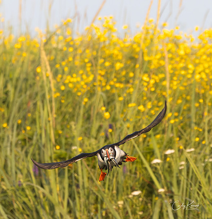 Atlantic Puffin in Flight Carrying Fish Over Meadow of Yellow Wildflowers