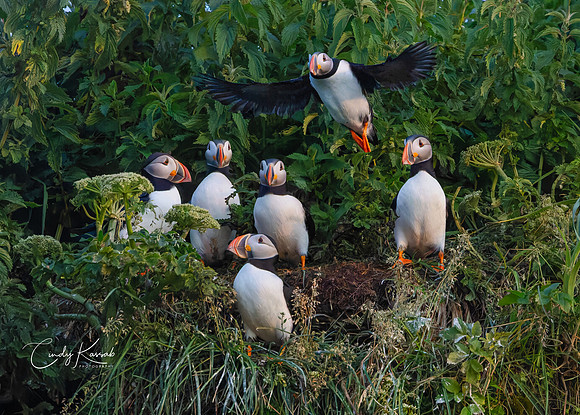 Atlantic Puffins Colony Nesting on Coastal Cliff