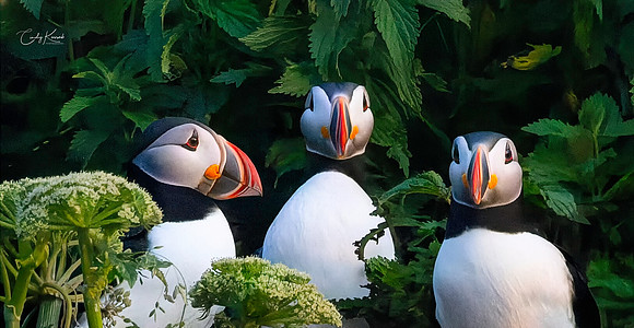 Who Invited the Photographer?