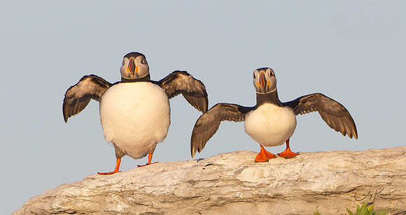 Whimsical Puffins