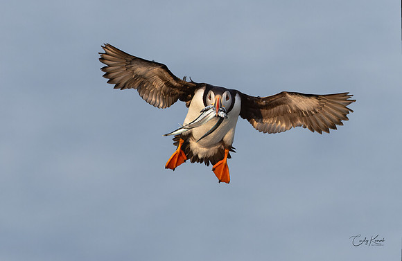 Bringing Home Dinner