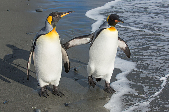 A Stroll Along the Sea Shore