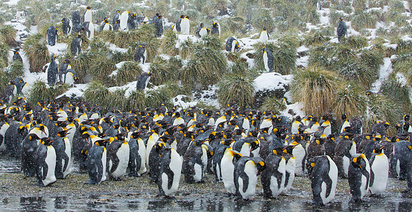 Small Group of Resting King Penguins