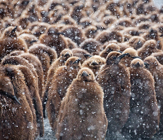 The "Okum Boys" in Falling Snow