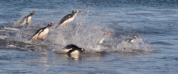 Surfing Penguins