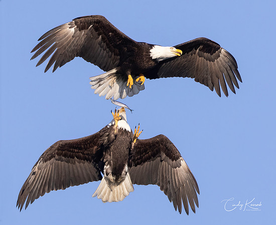 Bald Eagles Engaged In Mid-Air Territorial Dispute