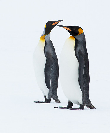 Two King Penguins