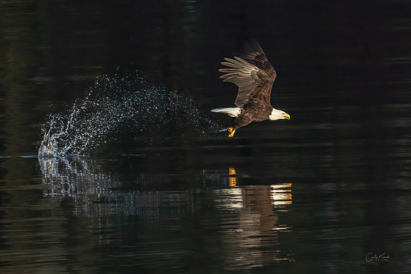 Splash, Takeoff and Fly