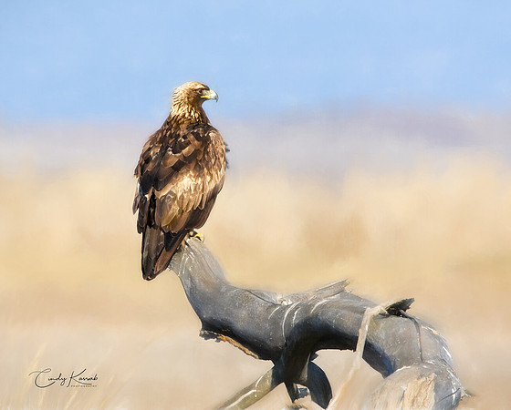Golden Eagle