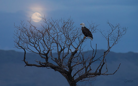 Moonlit Bald Eagle
