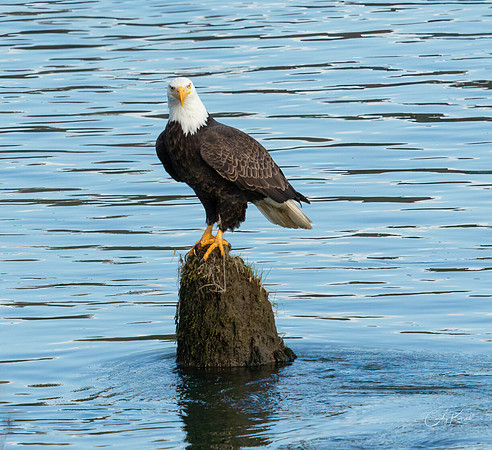 Resting Bald Eagle