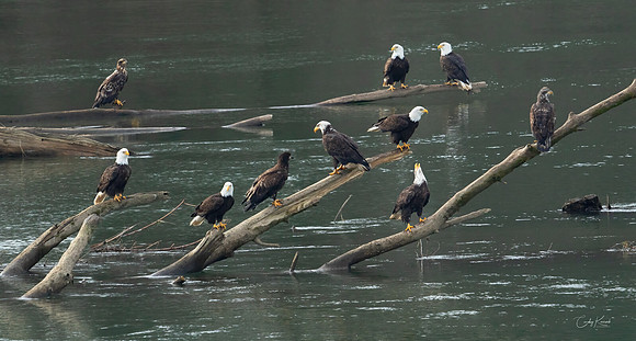 Bald Eagle Collection