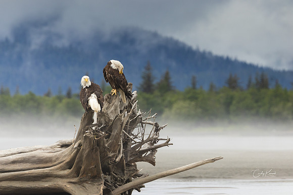 Bald Eagles' Landscape