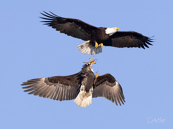 Bald Eagles Engaged In Mid-Air Territorial Dispute