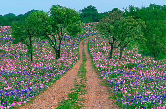 Wildflowers Everywhere