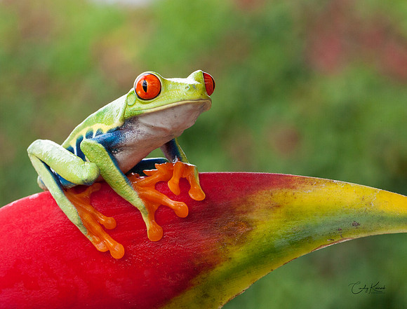 Resting Red-Eyed Tree Frog