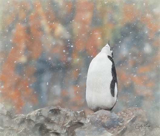 Catching Snowflakes