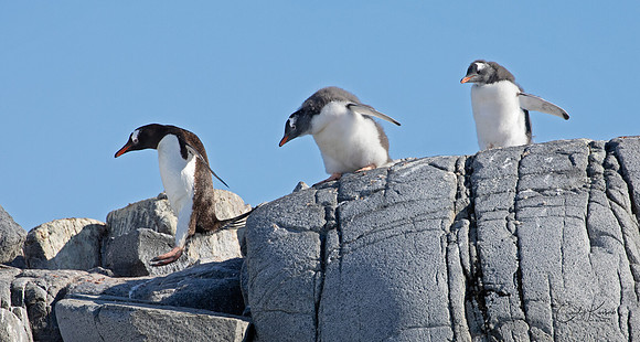 Follow the Leader