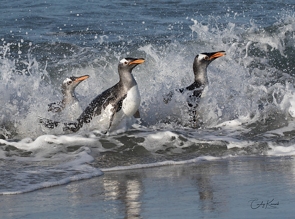 Splashes