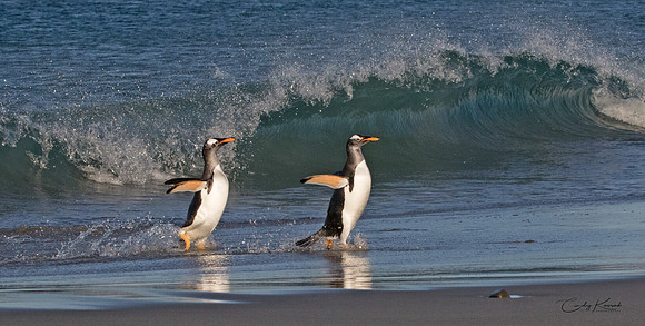 Walk Along the Sea Shore