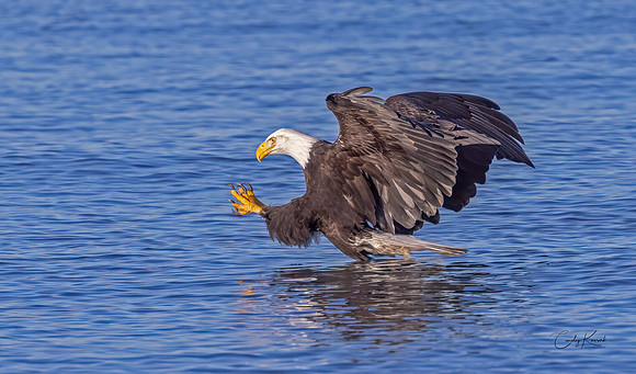 Bald Eagle Hunting Over Water With Talons Extended