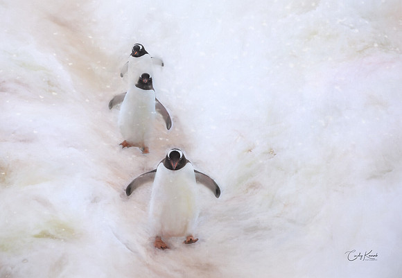 Three Gentoo Penguins Waddling off a Snowy Hill