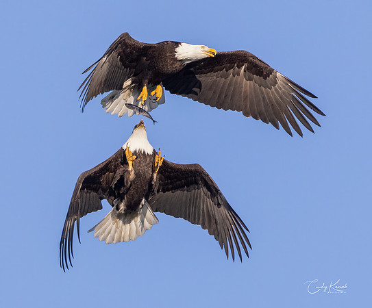 Bald Eagles Engaged In Mid-Air Territorial Dispute