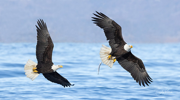 The Chase After A Dropped Fish